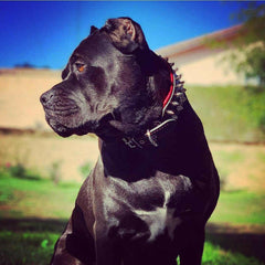 "Frenchie" collar-4
