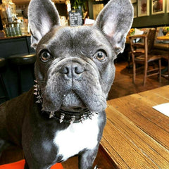 "Frenchie" collar-3