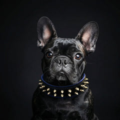 "Frenchie" collar-2
