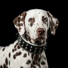 "Boston" collar-4